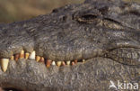 Nijlkrokodil (Crocodylus niloticus)