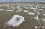 Noord Friesland Buitendijks