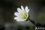 Noordse hoornbloem (Cerastium arcticum)
