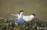 Arctic Tern (Sterna paradisaea)