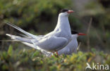 Arctic Tern (Sterna paradisaea)