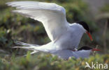 Arctic Tern (Sterna paradisaea)