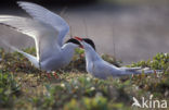 Arctic Tern (Sterna paradisaea)