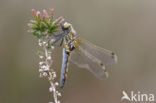 Northern White-faced darter (Leucorrhinia rubicunda)