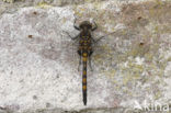 Northern White-faced darter (Leucorrhinia rubicunda)