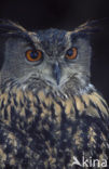 Eurasian Eagle-Owl (Bubo bubo)