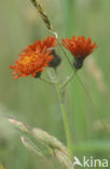 orange hawkweed (Hieracium aurantiacum)