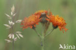 orange hawkweed (Hieracium aurantiacum)