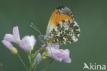 Orange-tip (Anthocharis cardamines)