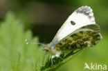 Oranjetipje (Anthocharis cardamines)