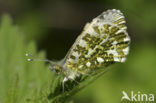 Orange-tip (Anthocharis cardamines)