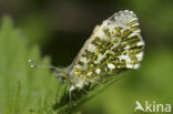 Orange-tip (Anthocharis cardamines)