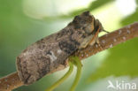 Orvlinder (Tethea or)
