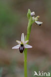 Outstanding Ophrys (Ophrys exaltata subsp. splendida)