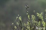 Whinchat (Saxicola rubetra)