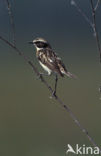 Whinchat (Saxicola rubetra)