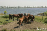 Horse (Equus spp)