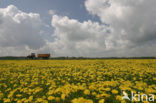 Paardenbloem (Taraxacum spec.)