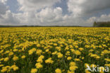 Dandelion (Taraxacum spec.)