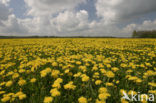 Paardenbloem (Taraxacum spec.)