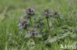 Paarse dovenetel s.s. (Lamium purpureum)