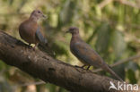 Palmtortel (Stigmatopelia senegalensis)