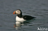 Atlantic Puffin (Fratercula arctica)