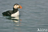 Atlantic Puffin (Fratercula arctica)