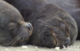 South American sea lion (Otaria flavescens)