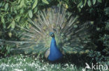 Pauw (Pavo spec.)