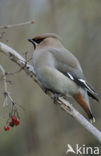 Bohemian Waxwing (Bombycilla garrulus)