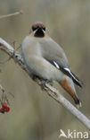 Bohemian Waxwing (Bombycilla garrulus)