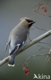 Bohemian Waxwing (Bombycilla garrulus)