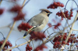 Bohemian Waxwing (Bombycilla garrulus)