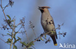 Pestvogel (Bombycilla garrulus)