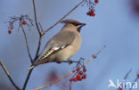 Bohemian Waxwing (Bombycilla garrulus)