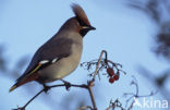 Pestvogel (Bombycilla garrulus)