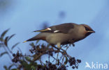 Bohemian Waxwing (Bombycilla garrulus)