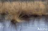 Purple Moor-grass (Molinia caerulea)