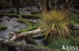 Purple Moor-grass (Molinia caerulea)