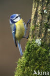 Blue Tit (Parus caeruleus)