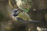 Blue Tit (Parus caeruleus)