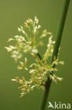 Soft Rush (Juncus effusus)