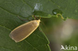 Common Footman (Eilema lurideola)