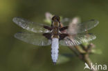 Broad-bodied Chaser (Libellula depressa)