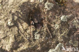 orb-weaver spider (Nuctenea umbratica)