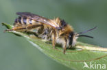 Dasypoda hirtipes