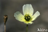 Svalbard Poppy (Papaver dahlianum)