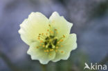 Svalbard Poppy (Papaver dahlianum)