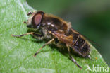 Puntbijvlieg (Eristalis nemorum)